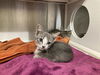 adoptable Cat in Orange, CA named LARRY