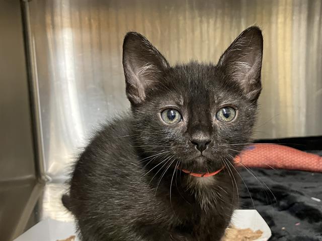 adoptable Cat in Orange, CA named DANNY
