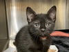 adoptable Cat in orange, CA named DANNY