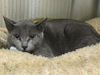 adoptable Cat in orange, CA named ROCKY