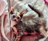 adoptable Cat in Orange, CA named ELIZA