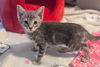 adoptable Cat in Orange, CA named EZRA