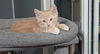 adoptable Cat in Orange, CA named ENZO