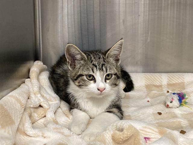 adoptable Cat in Orange, CA named RIO