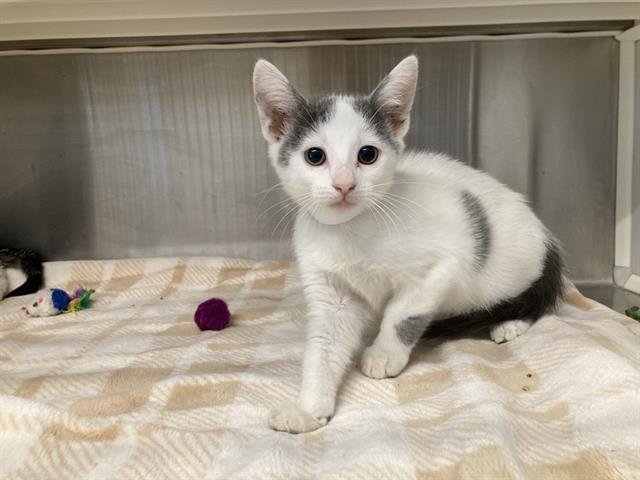 adoptable Cat in Orange, CA named CELESTE