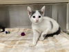 adoptable Cat in orange, CA named CELESTE