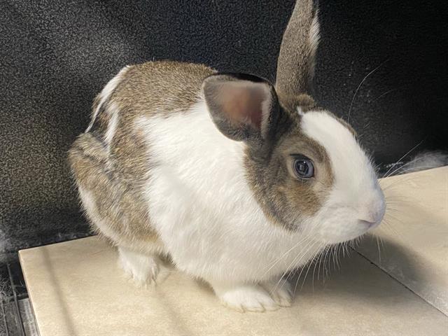 adoptable Rabbit in Orange, CA named CARROT
