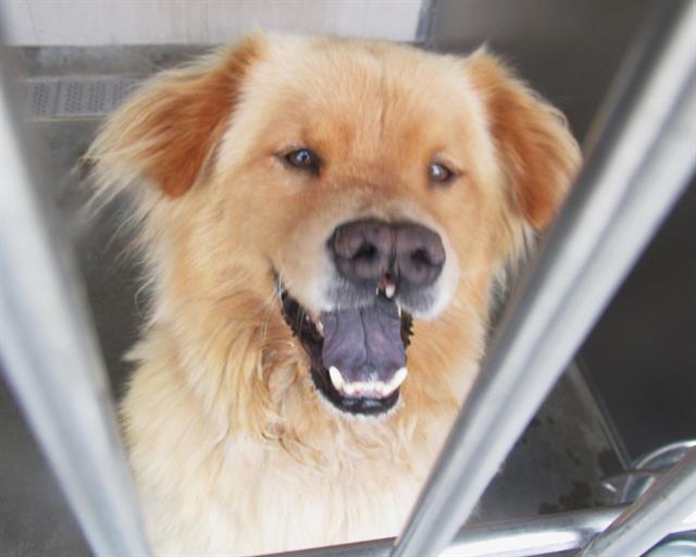 adoptable Dog in Orange, CA named CLEO