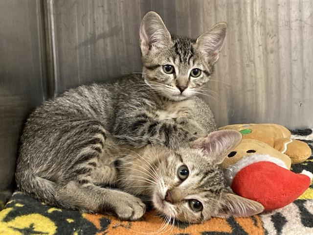 adoptable Cat in Orange, CA named SHOYO