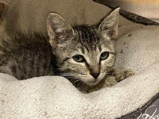 adoptable Cat in Orange, CA named QUEENIE