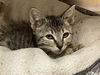 adoptable Cat in orange, CA named QUEENIE
