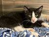adoptable Cat in orange, CA named PASTA