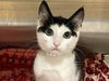 adoptable Cat in orange, CA named USHI