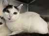 adoptable Cat in orange, CA named NIKO