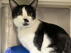 adoptable Cat in orange, CA named OSCAR