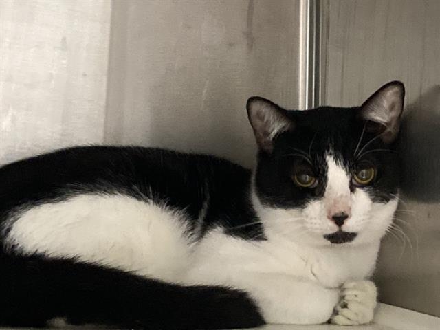 adoptable Cat in Orange, CA named ROLO