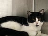 adoptable Cat in orange, CA named ROLO