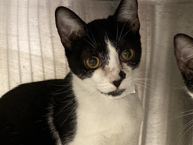adoptable Cat in Orange, CA named ALMOND JOY