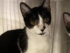 adoptable Cat in orange, CA named ALMOND JOY