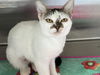adoptable Cat in Orange, CA named LEMONHEADS