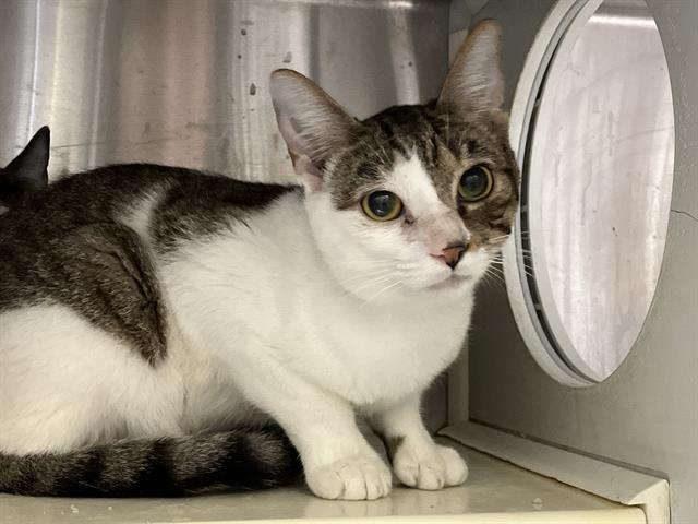 adoptable Cat in Orange, CA named BILLY