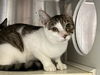 adoptable Cat in orange, CA named BILLY