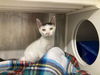 adoptable Cat in Orange, CA named BABY RUTH