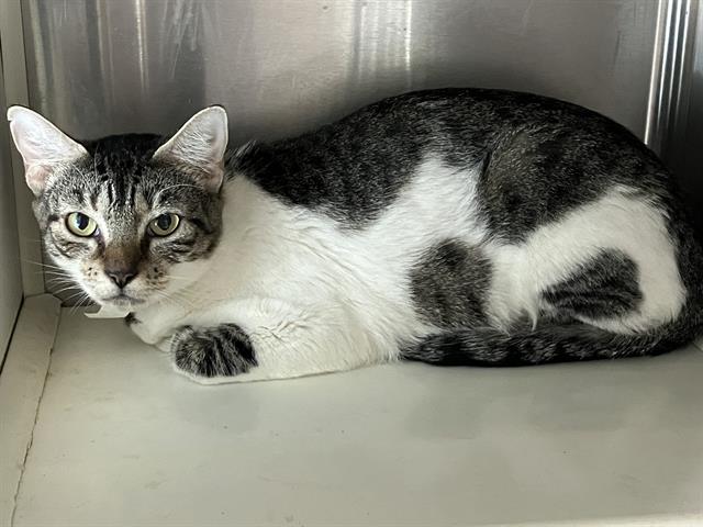 adoptable Cat in Orange, CA named BOB