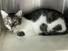 adoptable Cat in orange, CA named BOB