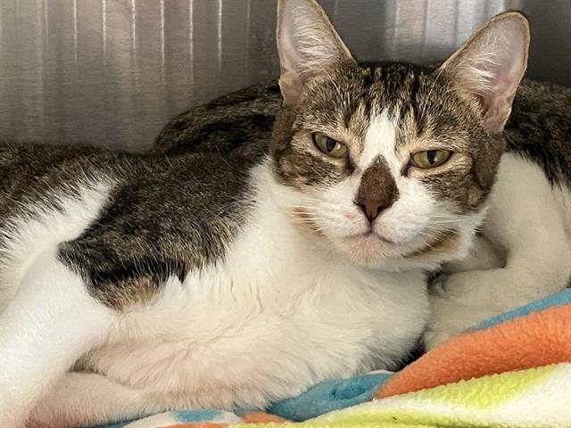 adoptable Cat in Orange, CA named TAFFY