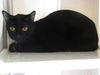 adoptable Cat in Orange, CA named KAT