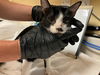 adoptable Cat in orange, CA named CALVIN