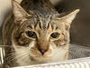 adoptable Cat in orange, CA named QUILL