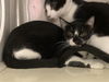 adoptable Cat in Orange, CA named DOTS