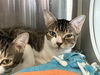 adoptable Cat in orange, CA named REX