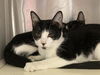 adoptable Cat in Orange, CA named JELLY BELLY