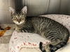 adoptable Cat in orange, CA named BUTTERFINGER