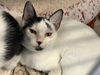 adoptable Cat in orange, CA named MILKY WAY
