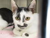 adoptable Cat in orange, CA named NIEVE