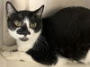 adoptable Cat in Orange, CA named PEDRO
