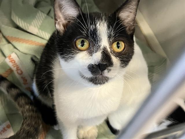 adoptable Cat in Orange, CA named TAKE 5