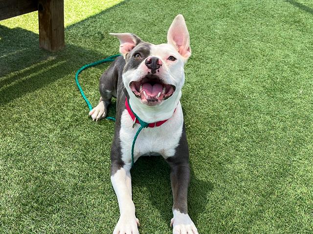 adoptable Dog in Orange, CA named SHAWN