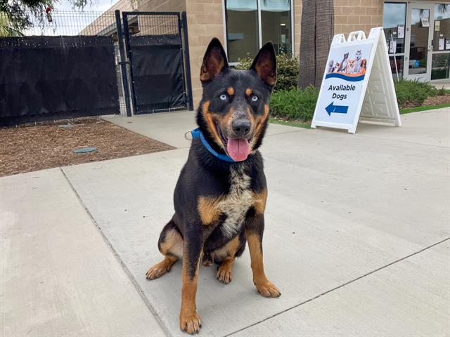 adoptable Dog in Orange, CA named CHARLES