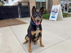 adoptable Dog in  named CHARLES