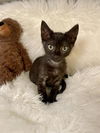 adoptable Cat in orange, CA named ACE