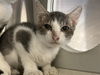 adoptable Cat in Orange, CA named EDDIE