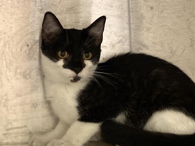 adoptable Cat in Orange, CA named BIT-O-HONEY