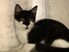 adoptable Cat in orange, CA named BIT-O-HONEY
