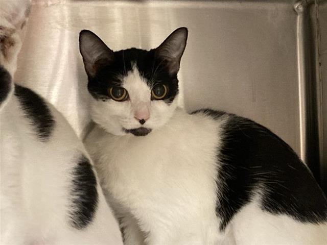 adoptable Cat in Orange, CA named TWIGS