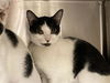 adoptable Cat in orange, CA named TWIGS